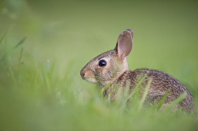 králík v trávě